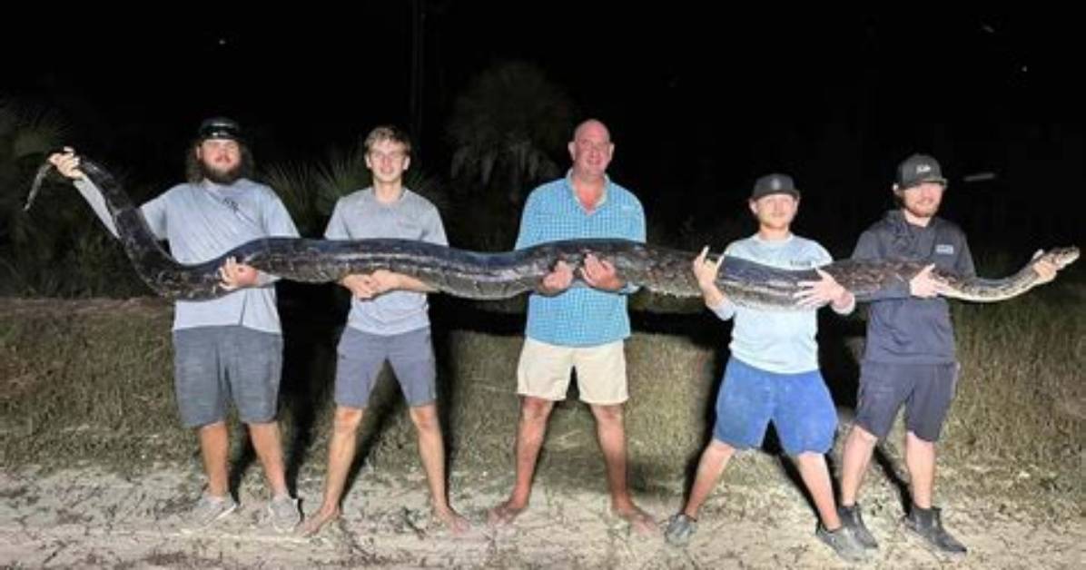 Understanding the 198 Lb Burmese Python: Facts, Care, and Conservation