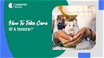 X Hamster: a Comprehensive Guide to Care, Types, and Lifespan